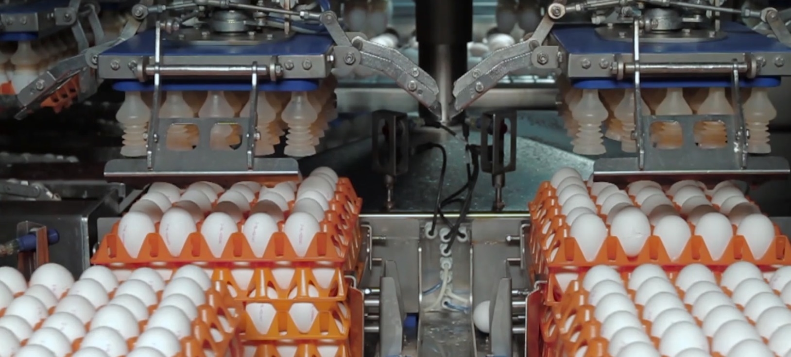 Carousel egg transport with Stober servo systems ATB Automation